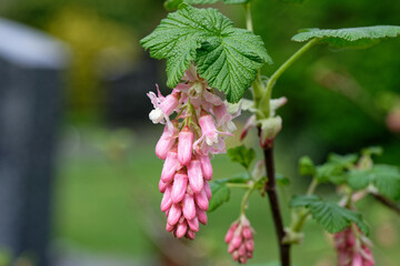 Ribes sanguineum inflorescence of a blood currant in a park against blurred background