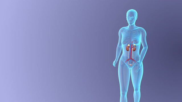 Anatomy of female Urinary system medical concept
