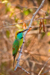 Green Bee-eater, Merops orientalis, Udawalawe National Park, Sri Lanka, Asia