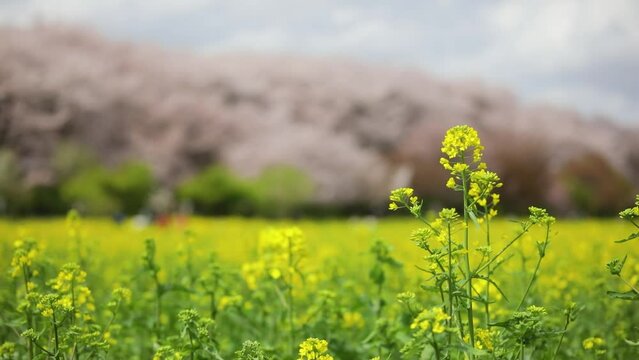 幸手権現堂桜堤(Satte Gongendo Sakura Tsutsumi)
