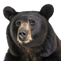 Fototapeta premium an isolated Black Bear(Ursus americanus) Portrait front view, preservation, Wildlife-themed, photorealistic illustration on a transparent background cutout in PNG.