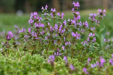ホトケノザの群生