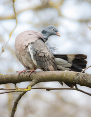 Fototapeta premium Common wood pigeon sits on a branch, fluffs and cleans their feathers. Common Wood-pigeon close-up portrait with beautiful feathers. Bird with white patches on the neck.
