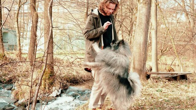 At the command of his master, the gray wolf spitz jumps up to grab the treat from his hand. In the background are a few standing trees covered with sunbeams and a small waterfall of a stream.
