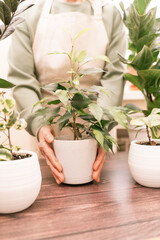 Home gardening, hobby, freelancing, cozy workplace. Grandmother gardener housewife in an apron holds a pot of ficus benjamin in her hands