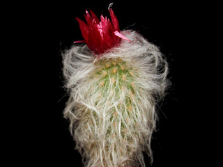 miniature tree drawn on a black background. prickly flower. white flower