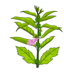 Seasame plant vector illustration with green leaves
