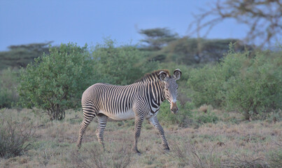 Fototapeta na wymiar a single male grevy's zebra walking alertly in the wild savannah of buffalo springs national reserve, kenya