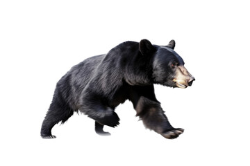 Fototapeta premium an isolated black bear running and walking, side-view portrait, North American, mountain-themed photorealistic illustration on a transparent background in PNG. Ursus americanus. Generative AI