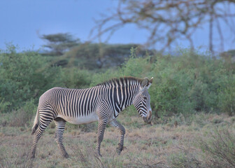 Fototapeta na wymiar full length side view of a lone male grevy zebra walking in the wild savannah of buffalo springs national reserve, kenya