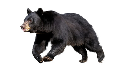 an isolated black bear running and walking, side-view portrait, North American, mountain-themed photorealistic illustration on a transparent background in PNG. Ursus americanus. Generative AI
