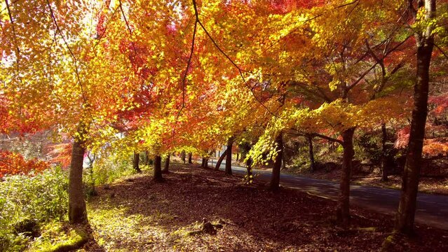 風に揺れる紅葉、黄葉した木々 4K  広島 土師ダム・八千代湖の秋の風景  2022年11月18日