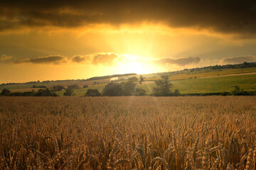Obraz premium Sunset over a rye field with golden ears and cloudy sky. Wheat golden field