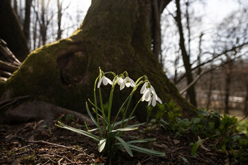 Snowdrop flowers at the beginning of spring