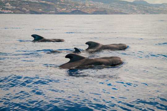 Grupo de 3 baleias no mar mediterr&acirc;neo da Ilha da Madeira em Portugal
