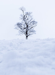 Tree covered in snow during a UK winter.