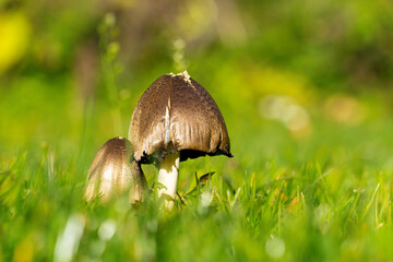 Close up small mushroom in a green blurry meadow. Close up of small mushroom couple in moss.
