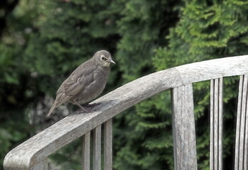 juvenile starling on garden chair,junger star auf gartenstuhl
