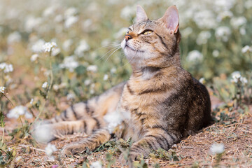 cute tabby cat sunbathing