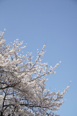 봄 서울 한강공원에서 벚꽃