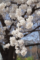 봄 서울 한강공원에서 벚꽃