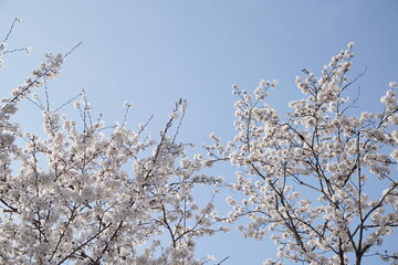 봄 서울 한강공원에서 벚꽃