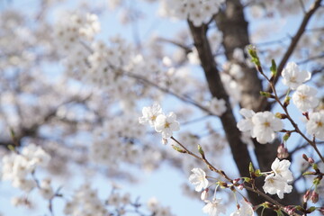 봄 서울 한강공원에서 벚꽃