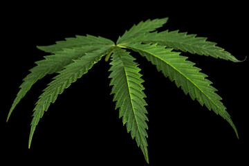 Green leaf of cannabis, isolated on black background