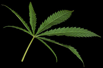 Green leaf of cannabis, isolated on black background