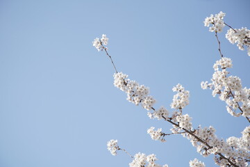 봄 서울 한강공원에서 벚꽃