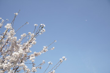 봄 서울 한강공원에서 벚꽃