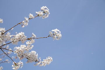 봄 서울 한강공원에서 벚꽃