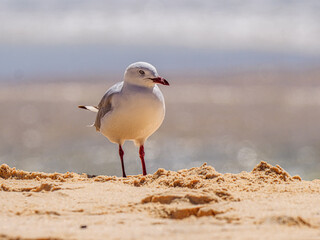  Gull On Sand
