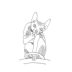 Sketch with the image of a Sphinx cat washing its paw
