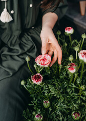 Obraz na płótnie Canvas Closeup of female hand touching ranunculus flower.