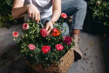 Florist working at a flower shop. Woman taking care of pink ranunculus flowers, using metallic scissors, closeup.