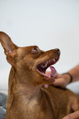 portrait of small brown dog with open mouth. Pets
