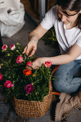 Florist working at a flower shop. Woman taking care of pink ranunculus flowers, using metallic scissors.