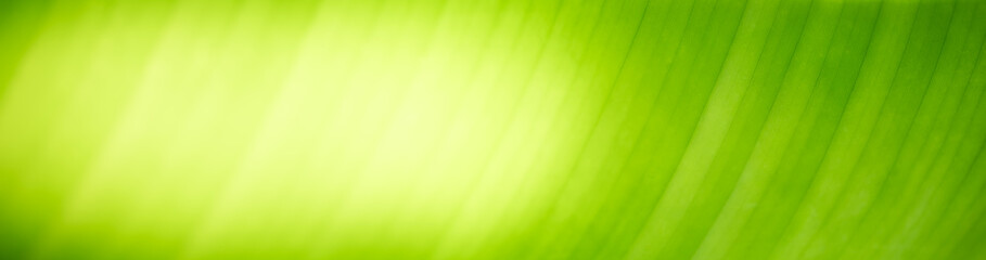 Natural green leaf texture with sun light use for nature background wallpaper cover page 