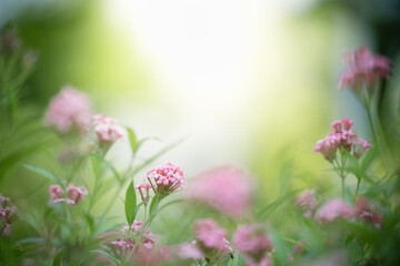 Nature of flower in garden using as background natural flora cover page or banner template brochure landing page design