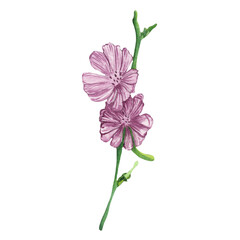 Lilac wild flower. Watercolor hand-drawn painting illustration isolated on white background.