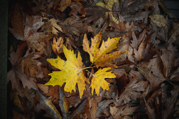 autumn leaves in the forest