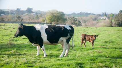 Vaca y ternera en pradera verde