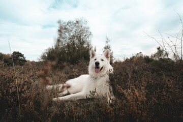 dog on the grass laying on his back, portrait of a white dog, white wolf, Swiss shepherd