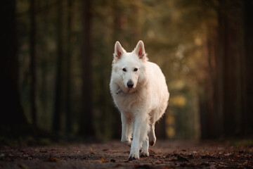 Obraz premium portrait of a white dog, white wolf, Swiss shepherd