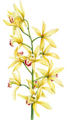 vanilla flower, exotic yellow orchid flowers on isolated white, botanical painting, watercolor illustration, tropical flora