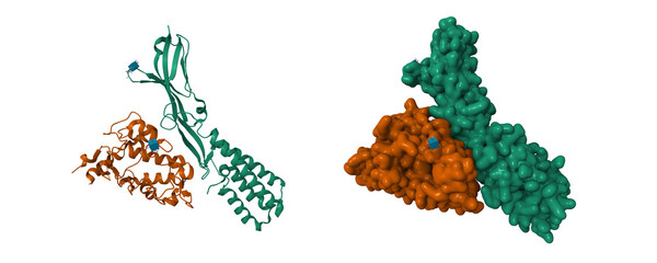 Crystal structure of human IZUMO1(green)-JUNO(brown) complex. 3D cartoon and Gaussian surface models, PDB 5jkc, entity id color scheme