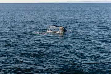 Baleine qui plonge dans l'océan. Queue de baleine à la surface de l'eau.