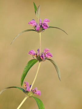 Purple flower of wild Iranian Jerusalem sage plant,  Phlomis herba-venti