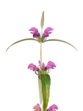 Purple flower of wild Iranian Jerusalem sage plant isolated on white.  Phlomis herba-venti